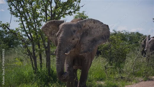 Angry African elephant charging and flapping its ears while threatening in safari national park, powerful display of wild animal behavior in natural habitat