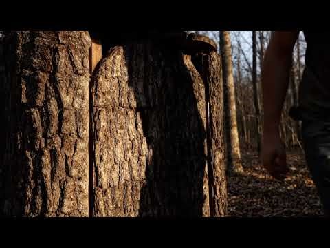 Building a Secret House Inside a Tree Trunk 🌲 Alone in the Forest Rain ASMR Survival