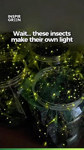 Fireflies Glow Because of Bioluminescence