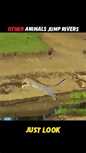 Puma's Incredible jump Across the River! #shorts #wildlife #animals #viral