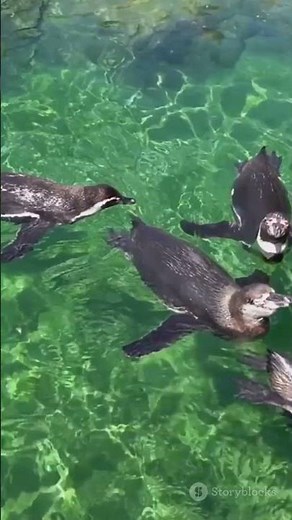 Penguins: The Speedy Swimmers of the Sea!