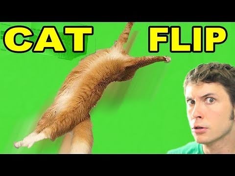 CAT FLIP!