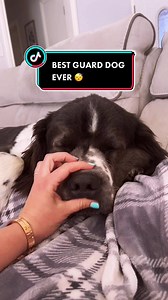 #dogsofttiktok #guarddog #worklife