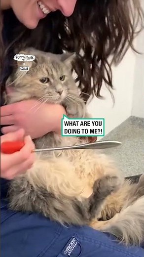 Cute cat gets its knee reflex checked 🥹🐱 🎥: Collab