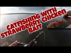 Catfishing With Strawberry Chicken Bait