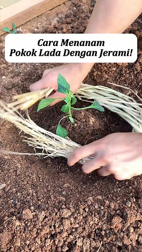 Cara Menanam Pokok Lada Dengan Jeram! Benih Lada: https://s.shopee.com.my/8AK1EJjzS1 Jerami: https://s.shopee.com.my/9f8p1ABWhr | Pencari Inspirasi