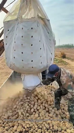 Efficient Potato Unloading 🥔✨ #FarmingTips #Shorts