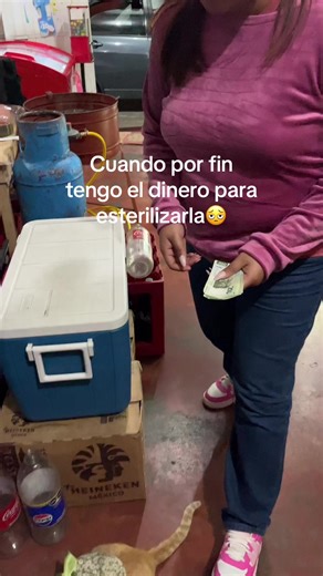 Esterilización de Gatos: Un Paso Necesario