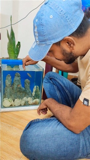 I’ve become great friends with the blue koi fish in my aquarium. aquarium fish