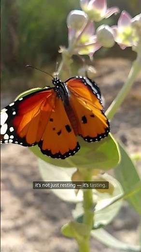 Butterflies Taste With Their Feet?! Nature’s Weirdest Secret!