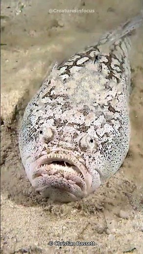 Stargazer Fish | Nightmare Of The Ocean's Floor