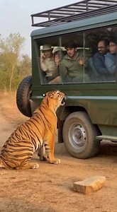 Tiger Attacks Safari Jeep — Tourists Freeze in Shock! 😱🐅 The jeep halts near a muddy trail when a tiger suddenly sprints out of the bushes. It slams its paws on the jeep’s side, tourists scream, the guide shouts “Stay inside!”, and the whole vehicle shakes as the tiger growls loudly. #tigerattack #safarishock #wildlifechaos #realincident #shorts #trending | Kiran Wakade