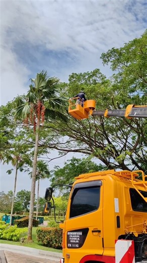 Cut down tree branches that have fallen out #chainsaw #work