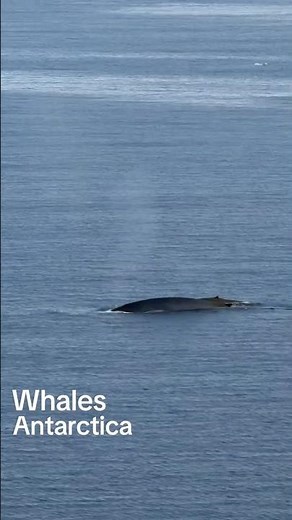 Antarctica Whale Watching | Whale Compilation Filmed from Celebrity Equinox