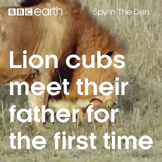 That is one brave cub! | BBC Earth