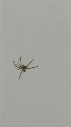 Beautiful super awesome Spider with 7 legs in my house at kesari road north paravur,ernakulam.