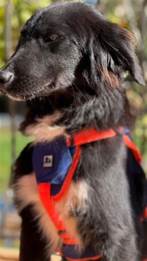 Meet Sooty - the confident, happy, and affectionate pup who’s always the first to greet you with a wagging tail and bright eyes. 🐾 He is already full of personality - playful, curious, and always ready for a cuddle. Sooty loves people, enjoys the company of other dogs, and is learning to walk nicely on a lead. Every day, he’s getting better and showing just how eager he is to please. 💛 We believe he’ll grow into a large-sized boy, loyal and loving - the kind of companion who fills every home w