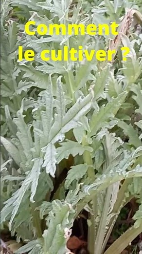 Cultiver l'artichaut