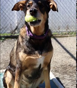 1.9K views · 72 reactions | Name: Montana Breed: German Shepard...