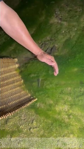 Fishing at night with a sieve – a traditional and effective method #automobile #bamboo1 #bushcraft