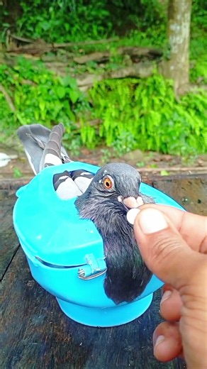 The pigeon is very sick, so medicine is being given to help it recover. 🕊️💊❤️