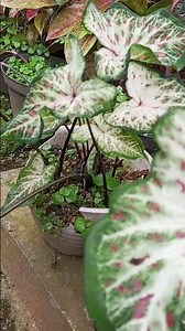 Charisma Spots on the Yam Leaf #wepchannel #plants #dj