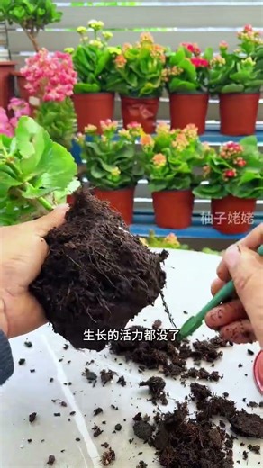 Revitalize Your Kalanchoe: The Secret to Reblooming
