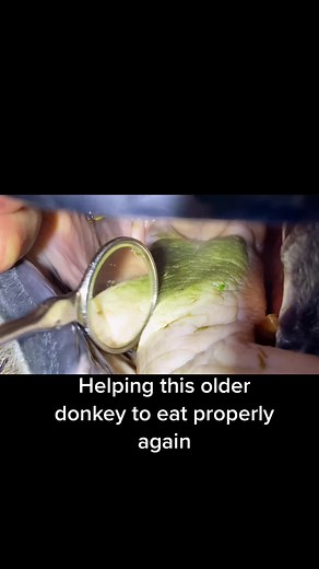 #equine #horse #horsesoftiktok #vet #equinevet #equinedentist #dentistry #donkey #equinevideo #equinelife #horsedental #apexequinedentalsurgery