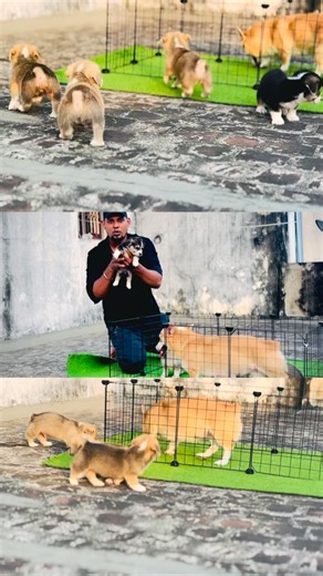 Nanga Legend Pa on Instagram: "Little fox 🦊"