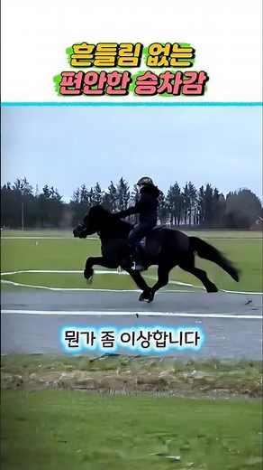 달리는데도 흔들리지 않는 신기한 말 🐎 #Horse