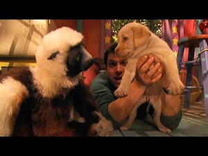 Zoboomafoo - Puppies | WildBrain Zoo | Animal Lovers Kids Show