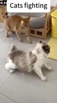 🐱 Epic Cat Fights Caught on Camera! 😼 Intense, Funny & Adorable Feline Battles