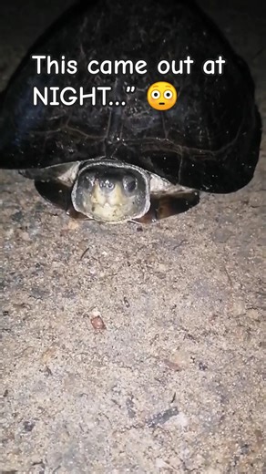 A Wild Turtle Came to Our House at Night 🐢 | Sri Lanka Nature