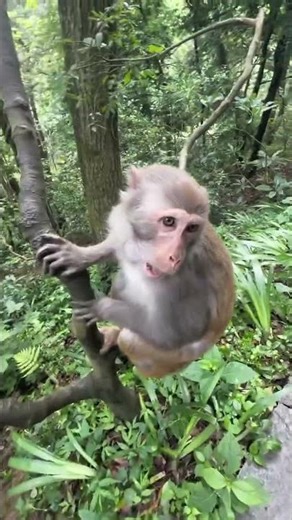 Monkey Bro Meets an Old Friend Again — The Reaction Is Too Wholesome! 🐵❤️