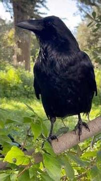 Ravens Golden Gate Park, San Francisco #birds #ravens