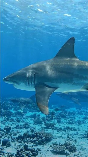 Great White Sharks Command the Ocean Without Even Trying 🦈🌊