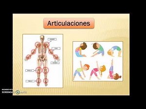 SISTEMA OSTEOMUSCULAR