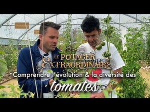 Tomates : de belles découvertes au potager extraordinaire.
