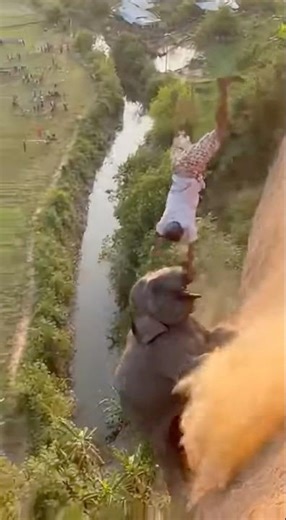 Too late to help! Pulling with all my might, but they both fell. 🫣🥲 #shortvideo #elephant #animal...