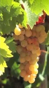 Who Would've Thought! This Is the Advanced Modern Process of Making Raisins 🚜🍇