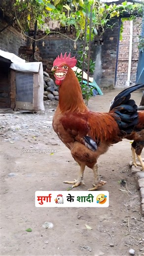मुर्गा के शादी #funny #thetharpuns #aalupyajjoke #comedy