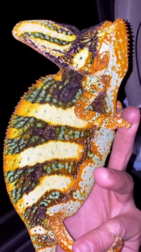 Exploring Invasive Lizards: Nile Monitor Hunting in Florida