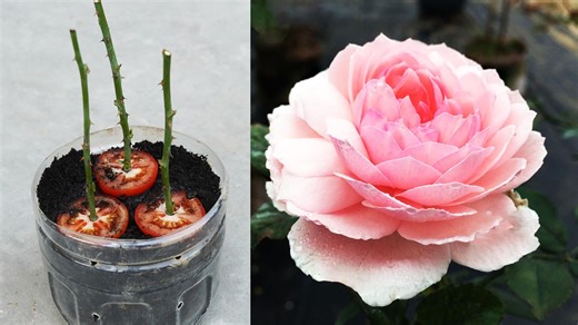 Planting Roses In This Way Helps Flowers Grow Faster And Bloom More Flowers | DIY Balcony Garden