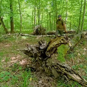 Building a Cozy shelter under an OAK root , Bushcraft Survival | Bushcraft WORLD