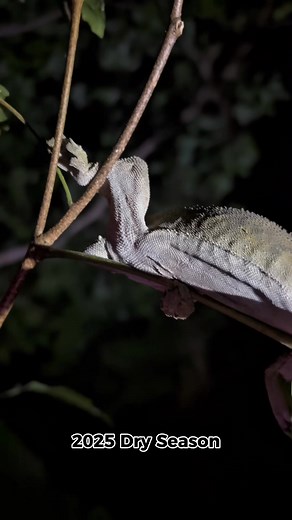 45K views · 781 reactions | Crested Geckos are far slimmer in the...