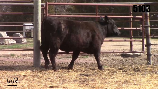 Lot 5103 - WR Bar Granite En Eric 5103: WR Bar Ranch - WR Bar Online Bull Sale