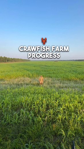 September Crawfish Farm Update! | Louisiana Crawfish Company