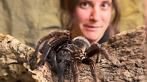 66K views · 1.8K reactions | Me and this GIANT TARANTULA ️ are hanging out  I thought he would start kicking hairs up at me lol but not this time 路‍♀️ . . . . #creepy #tarantula #beautiful #spider #scary #big #bugs #cool #video #style #wow #nature #scared #cutest #amazing #animals #wow #friends #cool #fbpost #animallovers #life #wild #AmaZing #video #moment #facebook #fb #post | The Reptile Zoo | Facebook
