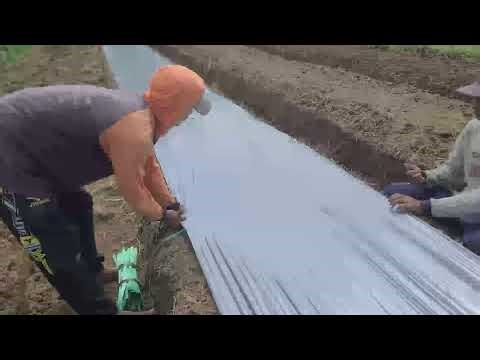 Simple Smart Ideas Process of Installing Mulch Locks in the Garden Simple Tools —Agriculture Farming