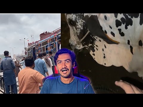 Vampire ki Gai aur Karachi ke Log Dono Bhout Gusse mai !😡